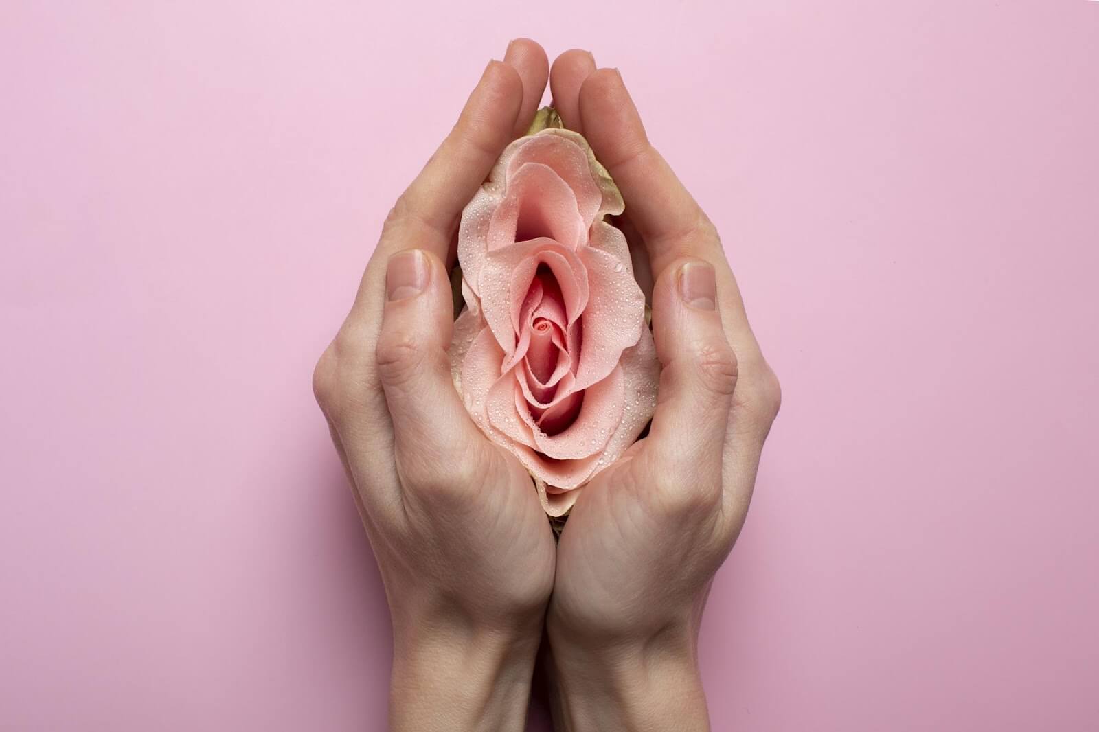 Rosa em mãos. 